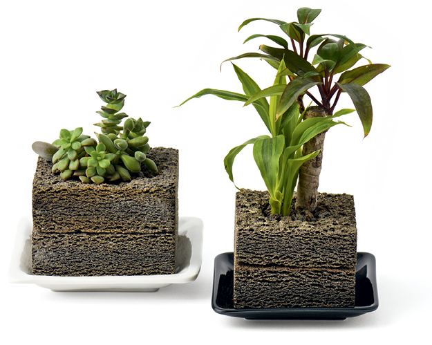 プラントポット『植彩インテリア Buddy KAKU』